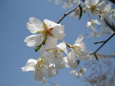 馬年櫻花季第一波下周到來(lái) 上海植物園早櫻趕早來(lái)鬧春