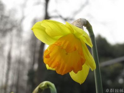 最美賞花季花期全攻略——上海植物園發(fā)布2014春季賞花全攻略